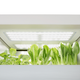 Imagen para el artículo titulado El LG Tiium es un vivero autónomo del tamaño de un lavaplatos que permite cultivar verduras en tu propia casa